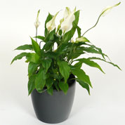 Spathiphyllum + Cache pot Anthracite /